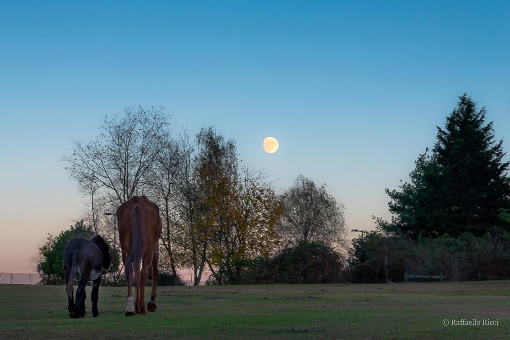 Parco degli aironi (2)